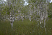 Paula_trees Paula_trees