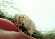 Sarah_Bronsard_web
